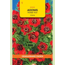 OBZ Adonis aestivalis Rood