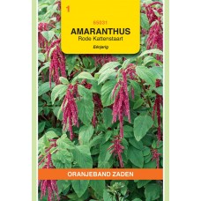 OBZ Amaranthus caudatus Rood