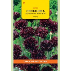 OBZ Centaurea cyanus Black Boy