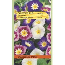 OBZ Convolvulus tricolor Gemengd