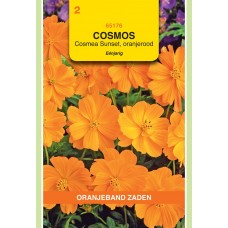 OBZ Cosmos sulphurea Oranje-Rood