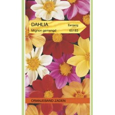 OBZ Dahlia variabilis Mignon Gemengd