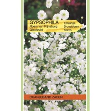 OBZ Gypsophila Covent Garden (vh roem van rijnsburg)