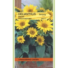 OBZ Helianthus Pacino (Potzonnebloem)