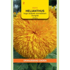 OBZ Helianthus annuus Sungold Hoog