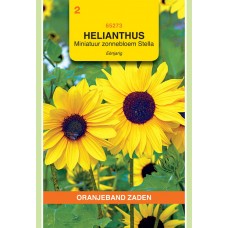 OBZ Helianthus Stella (Miniatuurzonnebloem)