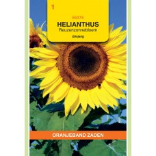 OBZ Helianthus annuus uniflorus giganteus