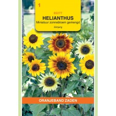 OBZ Helianthus debilis Gemengd