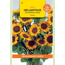 OBZ Helianthus Sonja