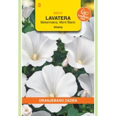 OBZ Lavatera trimestris Mont Blanc