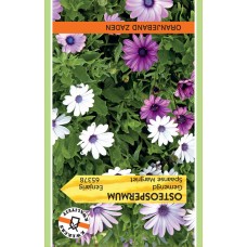 OBZ Osteospermum Spaanse Margriet