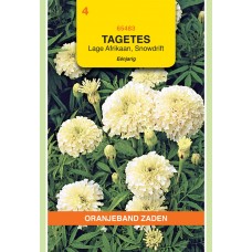 OBZ Tagetes Snowdrift