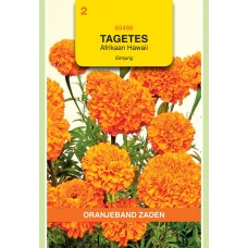 OBZ Tagetes Hawaii