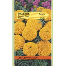 OBZ Tagetes Gouden Eeuw