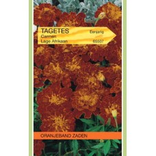 OBZ Tagetes Carmen