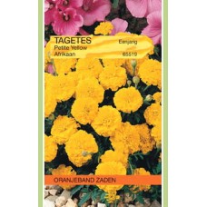 OBZ Tagetes Petite Yellow