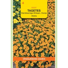 OBZ Tagetes signata Pumila Oranje