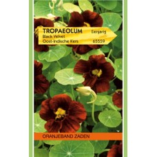 OBZ Tropaeolum Minus Black Velvet