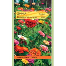 OBZ Zinnia elegans Dahliabloemig Gemengd