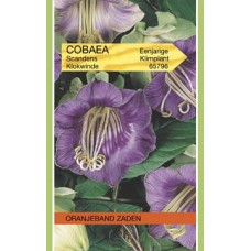 OBZ Cobaea scandens Violet