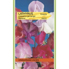 OBZ Lathyrus odoratus Colorama Gemengd