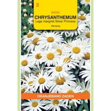 OBZ Chrysanthemum Little Princess