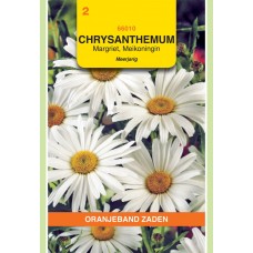 OBZ Chrysanthemum Meikoningin
