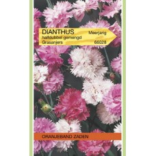 OBZ Dianthus plumarius Dubbele Gemengd