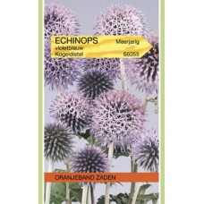 OBZ Echinops ritro Violet-Blauw