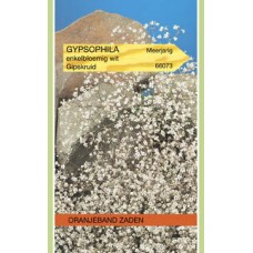 OBZ Gypsophila paniculata Wit