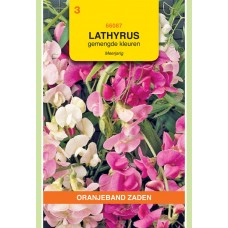 OBZ Lathyrus latifolius Gemengd