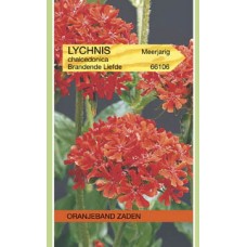 OBZ Lychnis chalcedonica