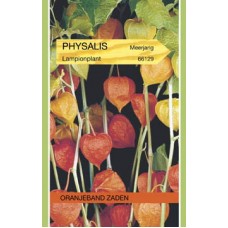 OBZ Physalis franchettii Oranje