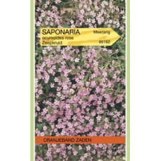 OBZ Saponaria ocymoides Rose