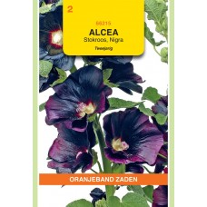OBZ Alcea rosea nigra