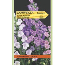 OBZ Campanula medium Enkele Gemengd