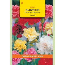 OBZ Dianthus caryophyllus Grenadin Gemengd