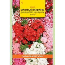 OBZ Dianthus barbatus Enkele Gemengd