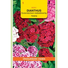 OBZ Dianthus barbatus Dubbele Gemengd