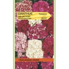 OBZ Dianthus barbatus Lage Gemengd