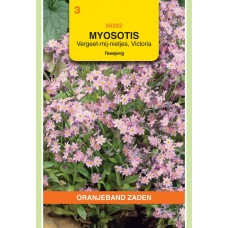 OBZ Myosotis alpestris Victoria Rose