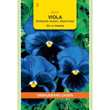 OBZ Viola Alpenmeer