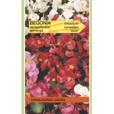 OBZ Begonia semperflorens Gemengd