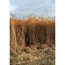 Miscanthus strooisel