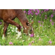 Paarden graszaad per KG