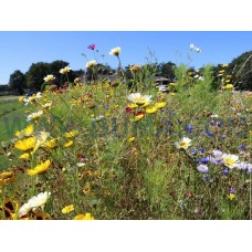 Akkerrand Bloemrijk 1 eenjarig